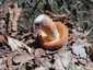 Kenyérgomba (Lactifluus volemus), Retyezát